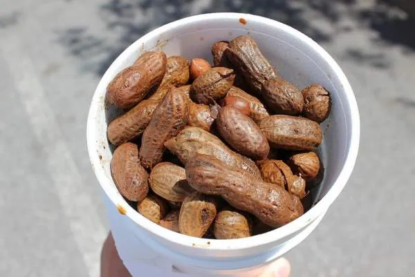 A cup of boiled peanuts