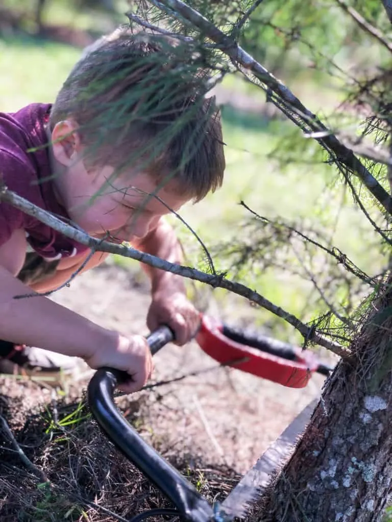 Boy sawing through the trunk of his Christmas tree
