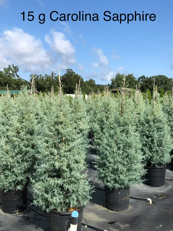 15 gallon Carolina Sapphire potted trees