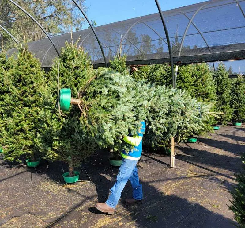Customer carrying a Fraser Fir through the greenhouse