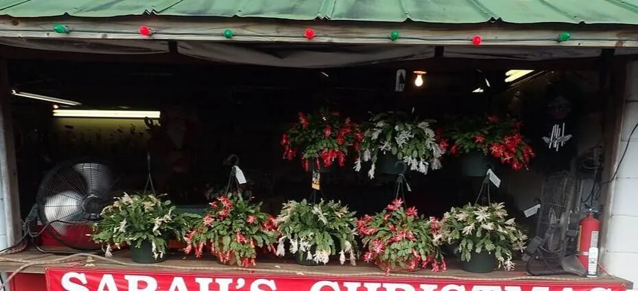 Blooming Christmas cacti in hanging baskets