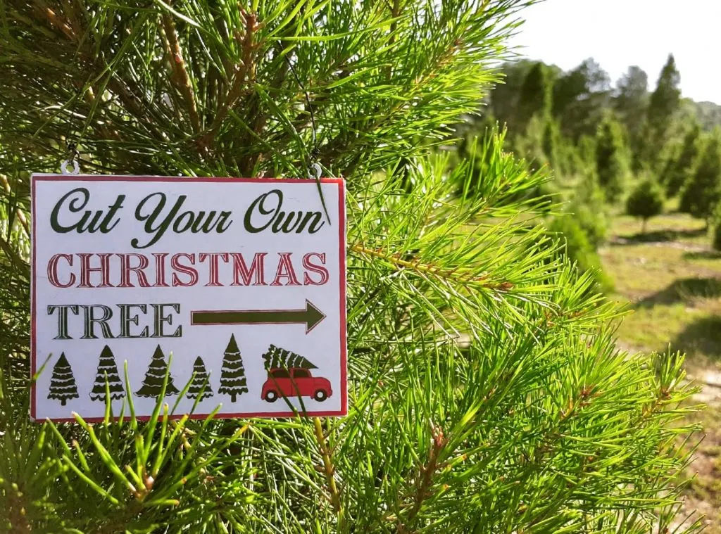 Cut Your Own Christmas Tree sign hanging on a pine tree