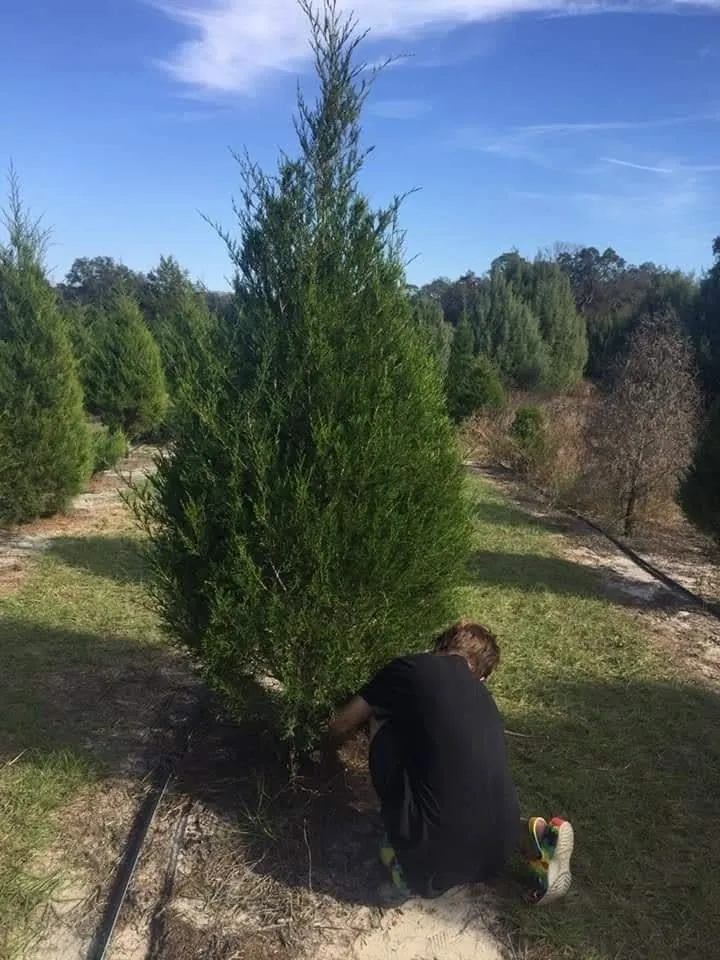 A customer cutting a Southern Red Cedar in the choose and cut Christmas tree field