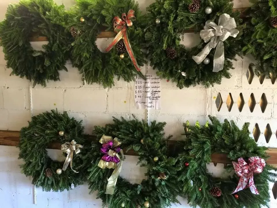 Fresh wreaths decorated with bows and pine cones