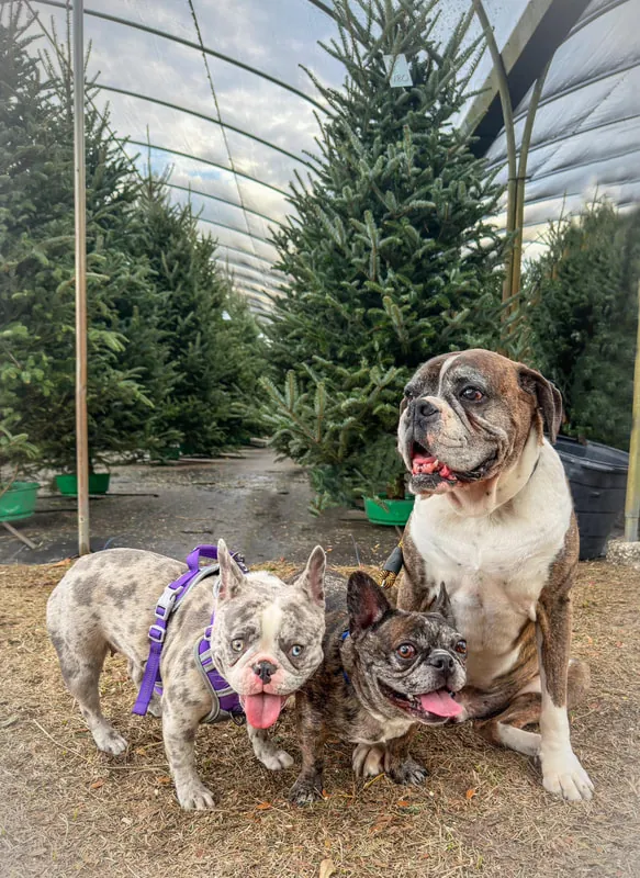 Three dogs posing among the Fraser Firs in the greenhouse