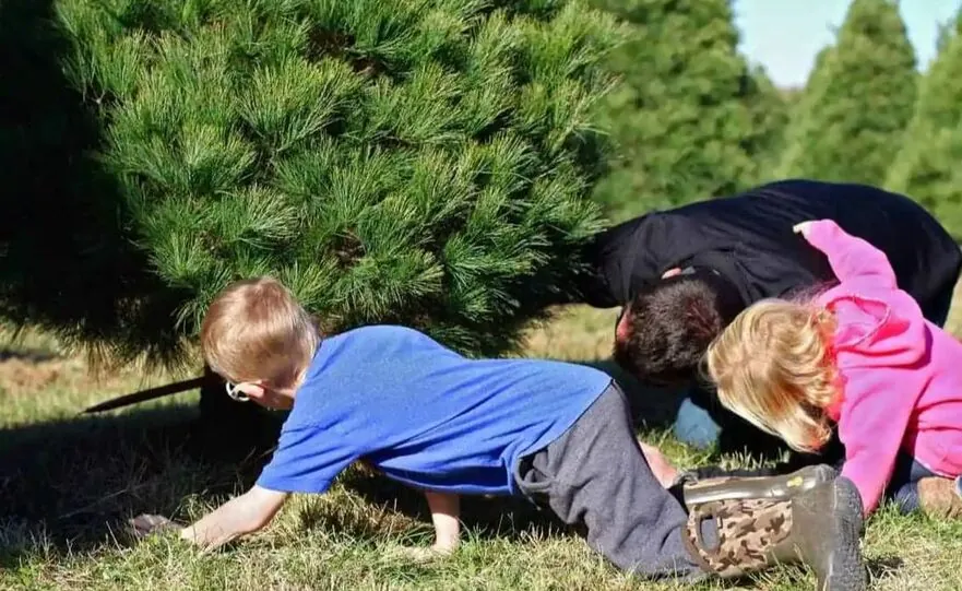 Children crawling under a pine tree while a parent cuts the trunk
