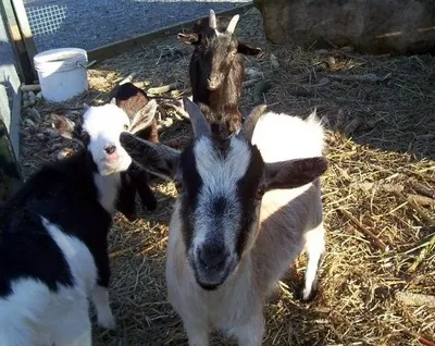 Two goats, some of our farm animals, in the barnyard
