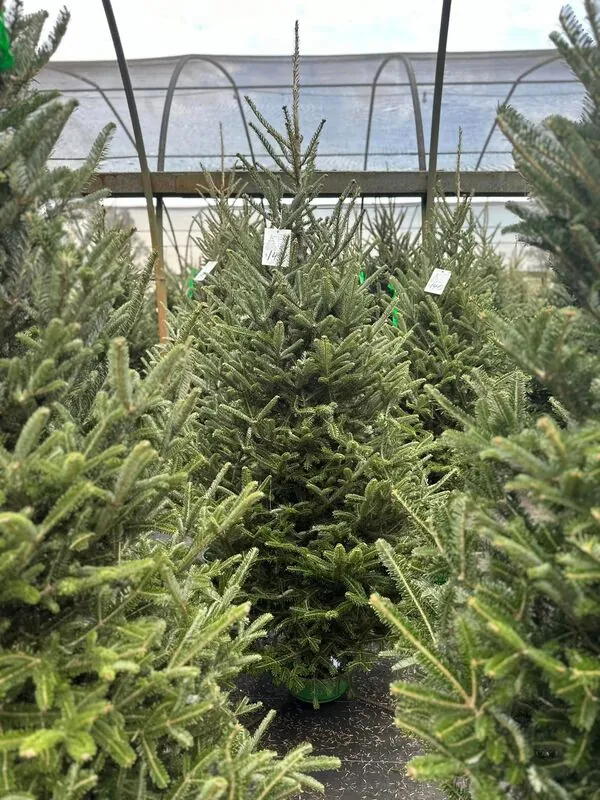 An aisle of Fraser Fir trees in the greenhouse