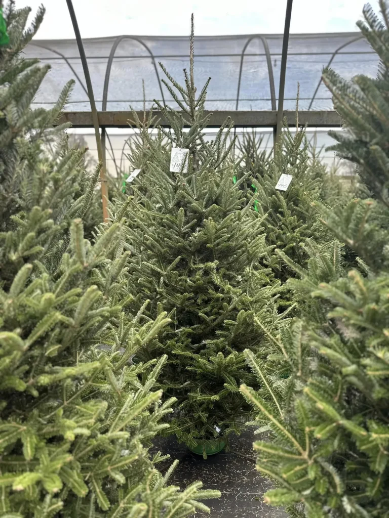 Pre-cut Fraser Fir Christmas trees standing in the greenhouse
