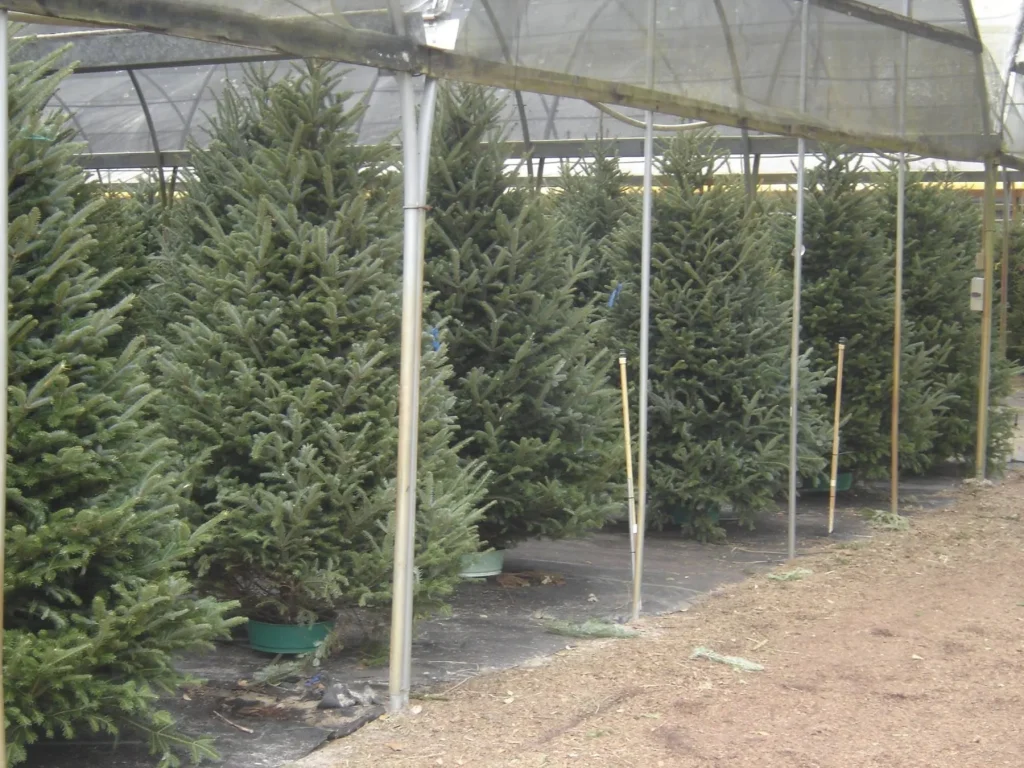 Rows of fresh pre-cut Fraser Fir trees standing in the greenhouse