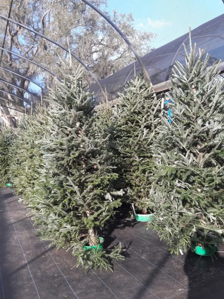 Fresh Fraser Firs in water stands under the greenhouse