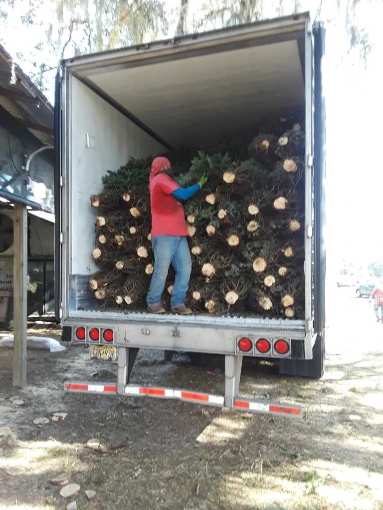 A worker unloading a truckload of fresh pre-cut Christmas trees