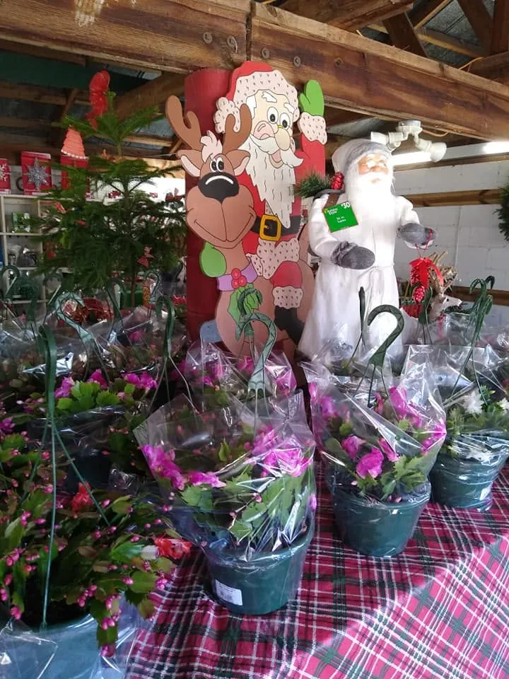 Santa figures and blooming Christmas cacti in the gift barn