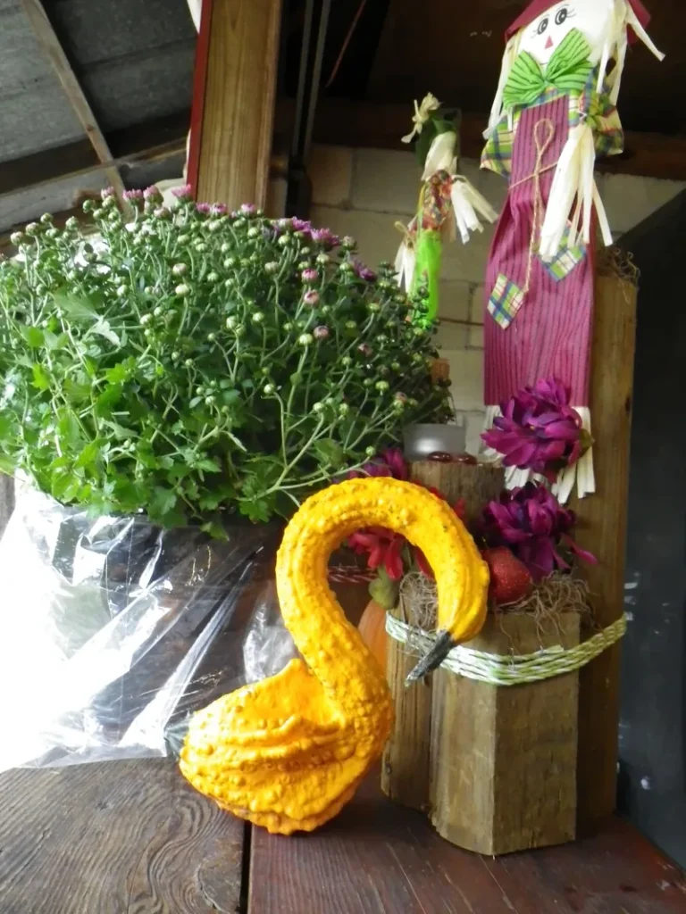 Fall display with a yellow gourd, mums and corn stalks at the pumpkin patch