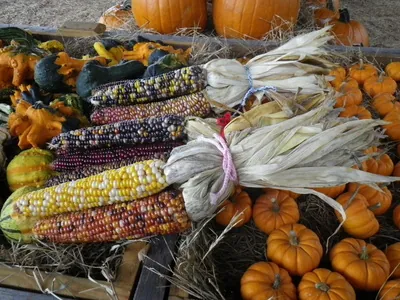 Indian corn and small pumpkins for fall decorating