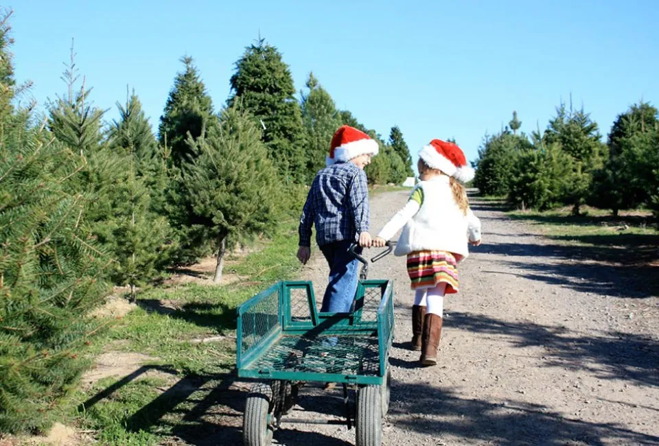 Two children in Santa hats pulling a green wagon down a lane of Christmas trees