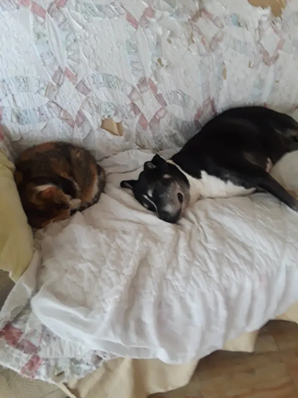 Lucy and another dog resting on a bed