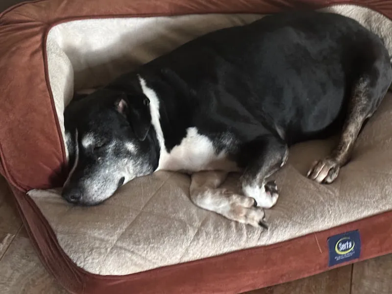 Lucy napping on her dog bed