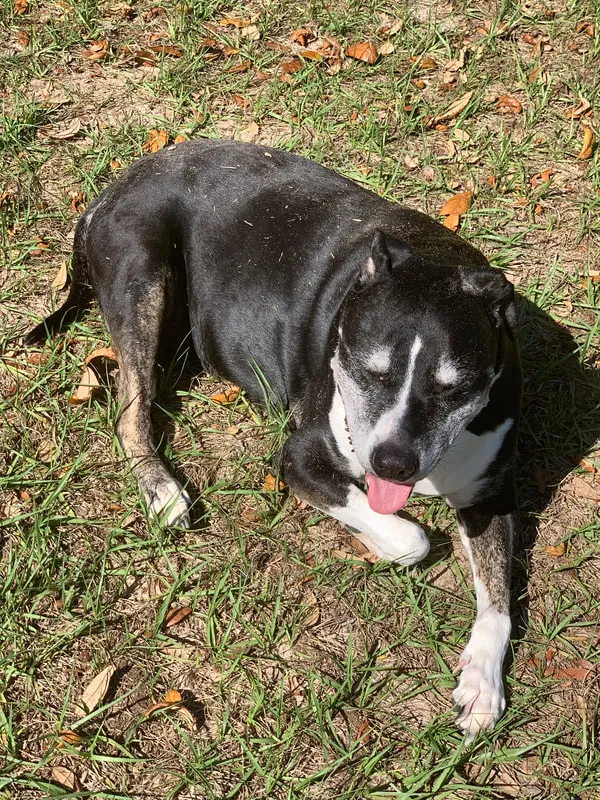 Lucy lying on the lawn