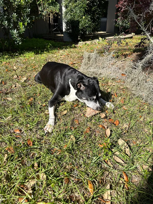 Lucy resting in the leaves