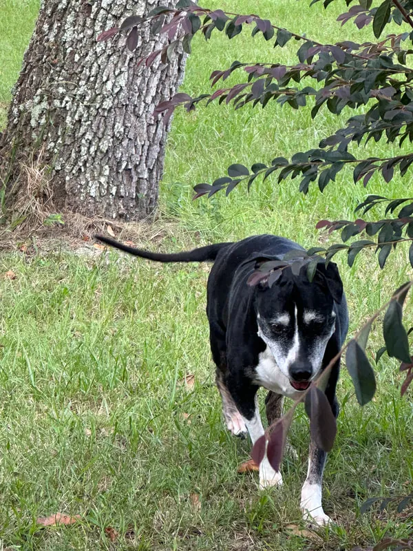 Lucy walking under the oak trees
