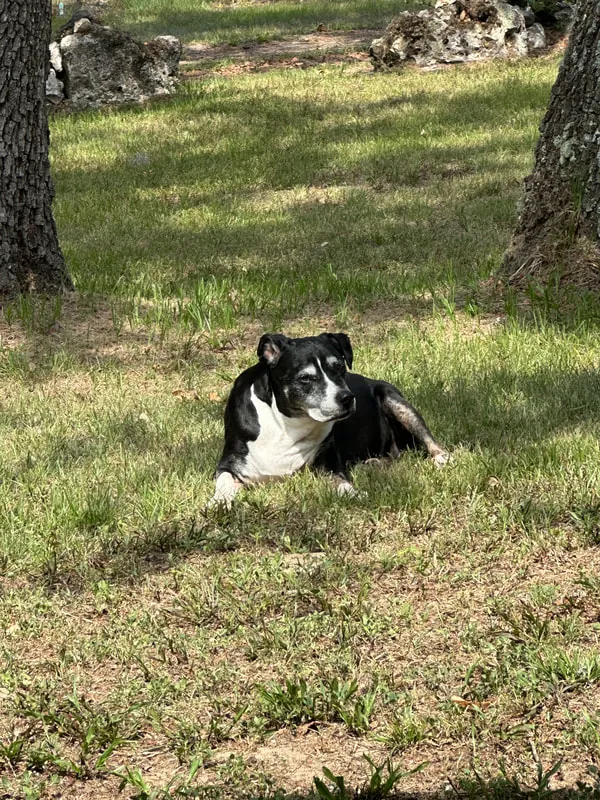 Lucy lying in the shade of the oaks