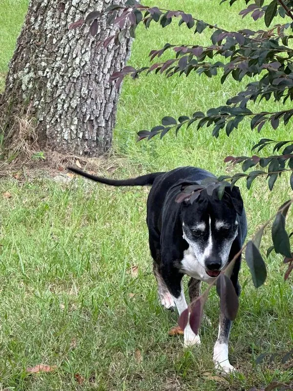 Lucy walking across the grass