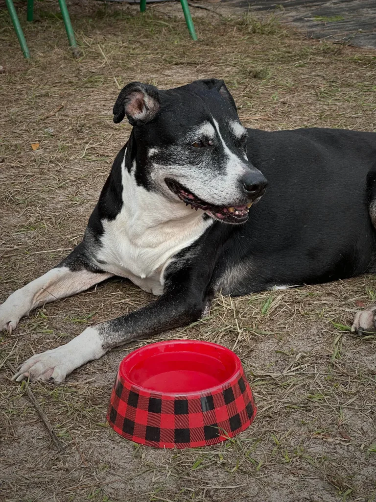Lucy resting beside her red plaid water bowl