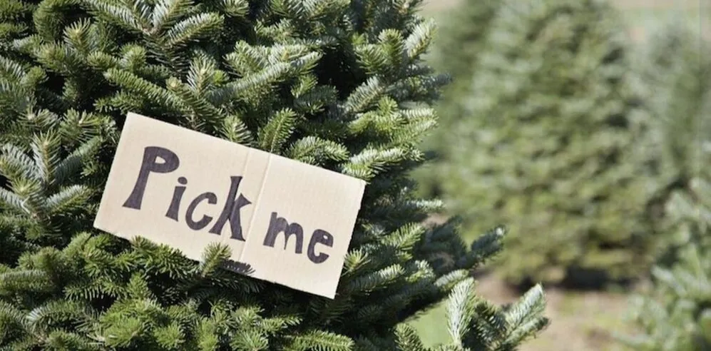Hand-written Pick me sign hanging on a fir tree