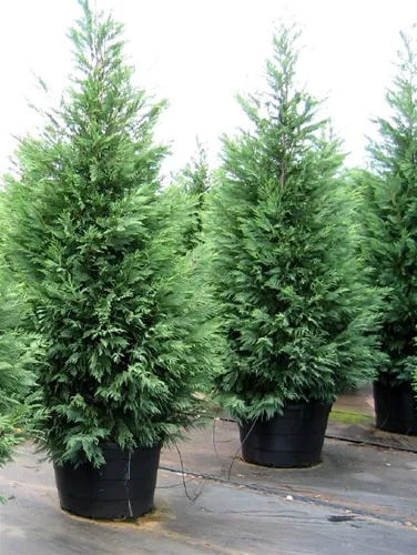 Row of potted Leyland Cypress trees