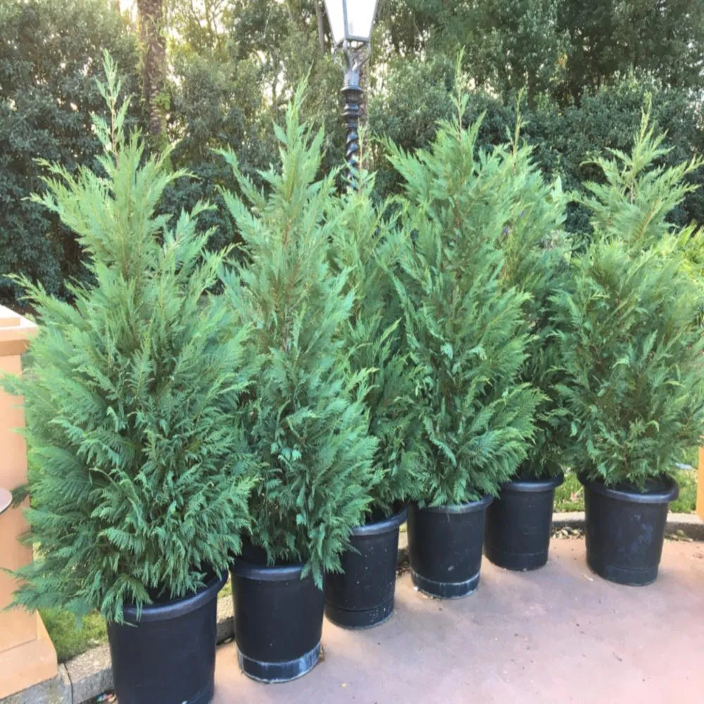 Potted Leyland Cypress trees in black nursery pots