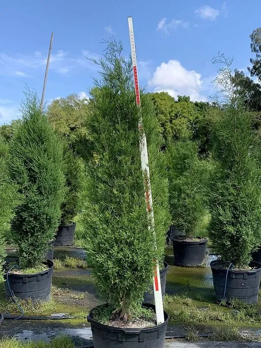 Potted Southern Red Cedar next to a height measuring pole
