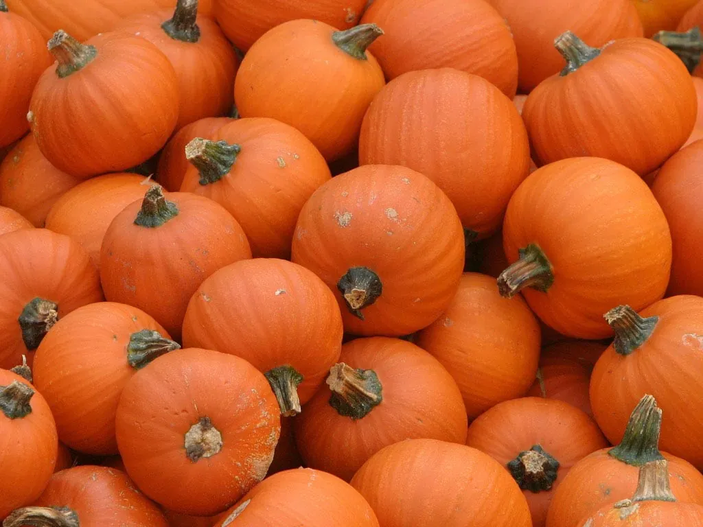 A pile of bright orange pumpkins