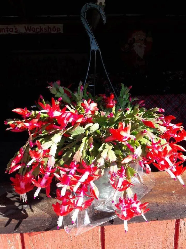 Red and white blooming Christmas cactus in a hanging basket