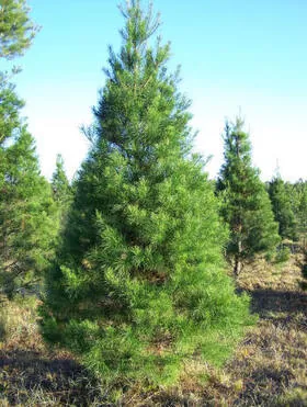 Sand Pine Christmas tree growing in the field