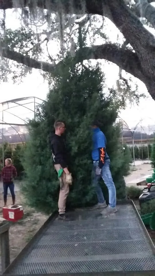 Farm workers shaking a freshly chosen Christmas tree