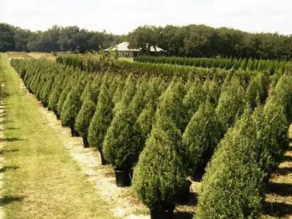 Rows of Southern Red Cedar trees growing on the farm