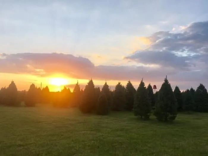 Sunset over the Christmas tree field
