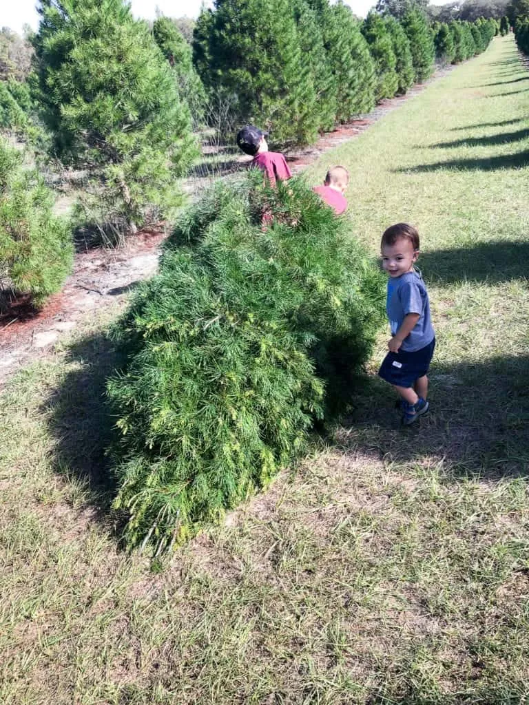 Toddler beside a freshly cut tree at Ergle Christmas Tree Farm