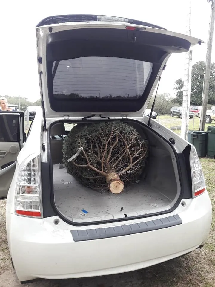 A netted Christmas tree loaded in the back of a car