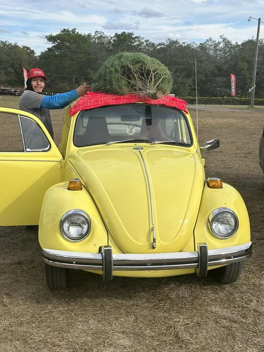 Yellow Volkswagen Beetle with a Christmas tree tied to the roof