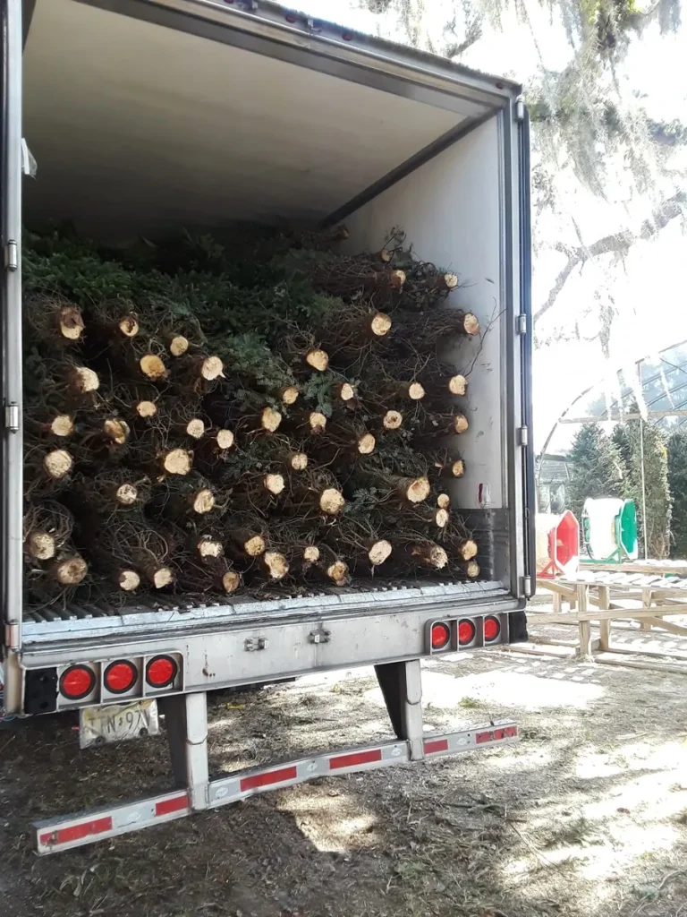 A truck packed with fresh pre-cut Christmas trees